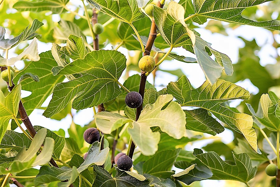 Each Man Under His Vine and Fig Tree