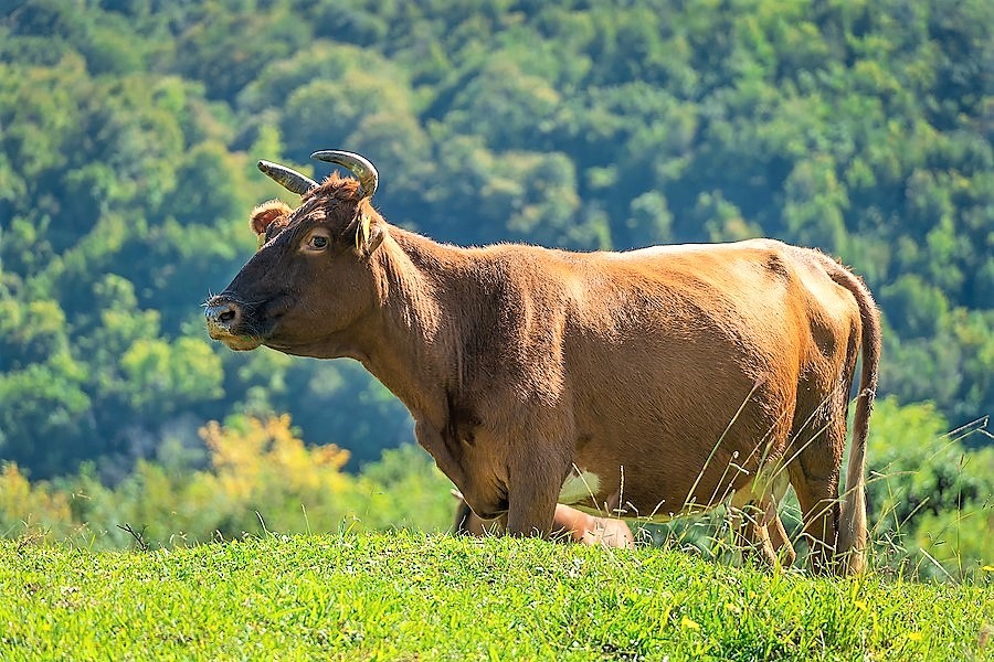 High Steaks