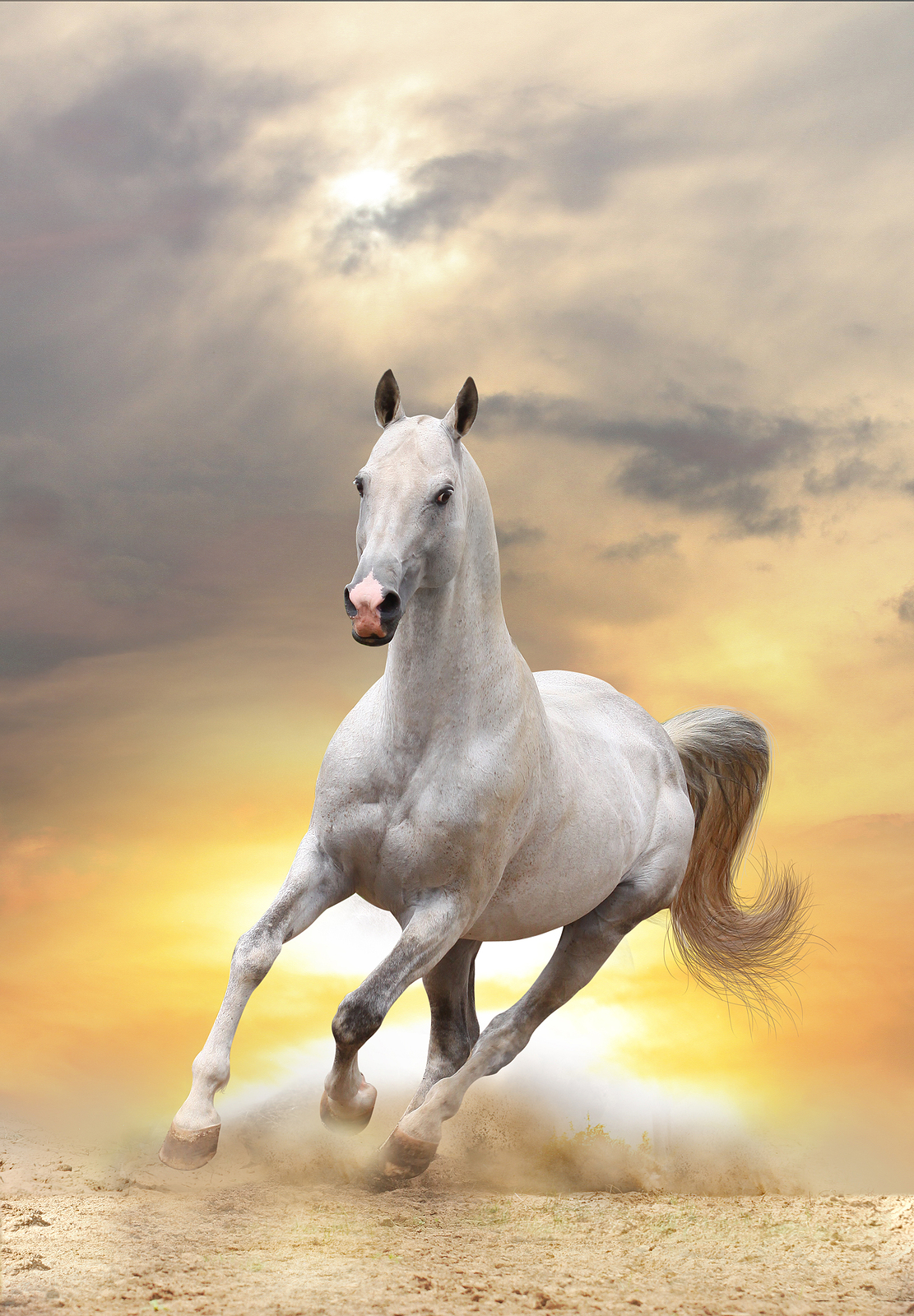 The Wild Horse