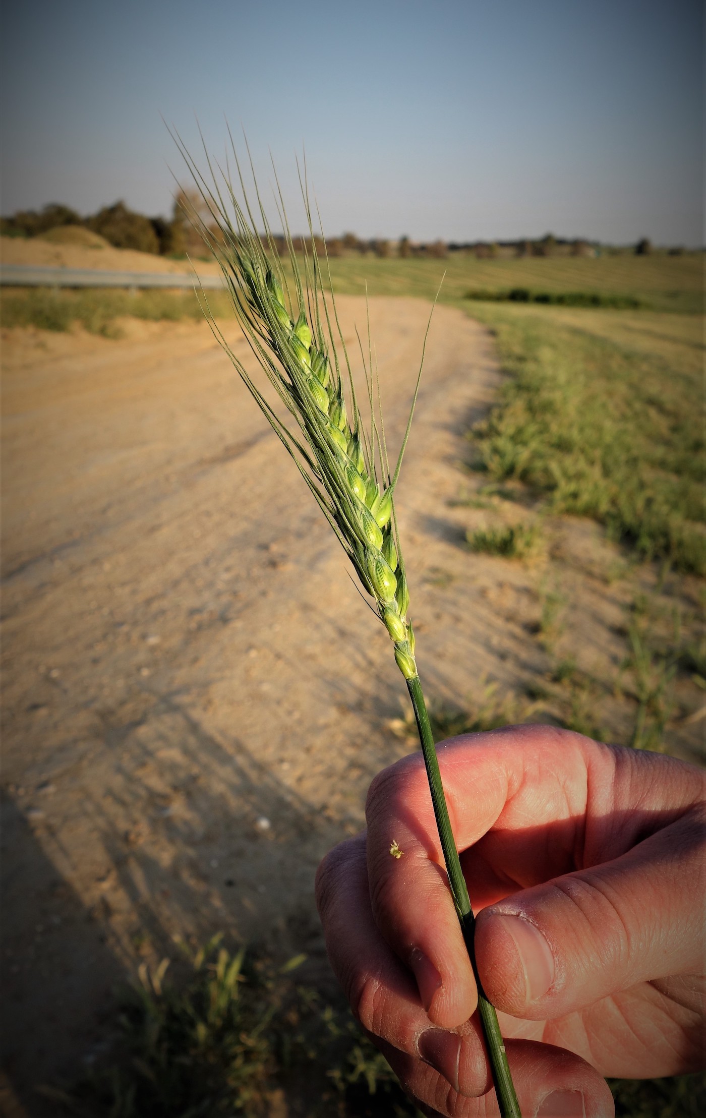 Barley and Wheat