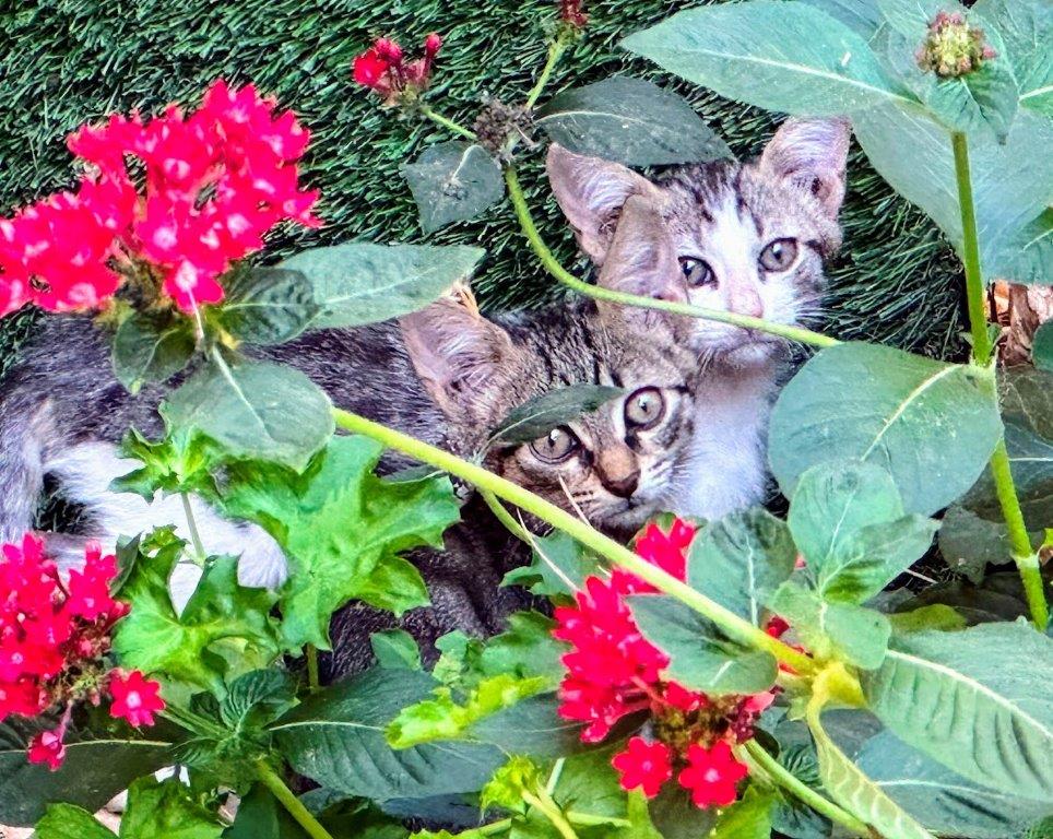 Life In The Jungle