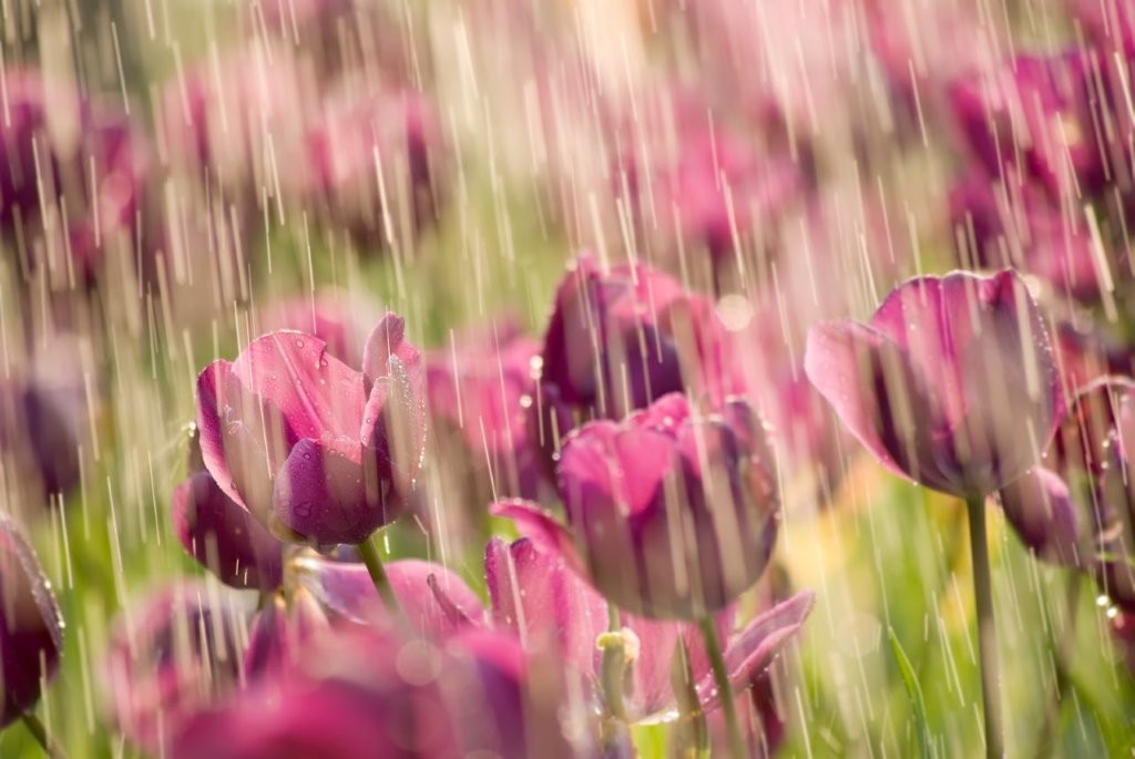 Drinking Rainwater