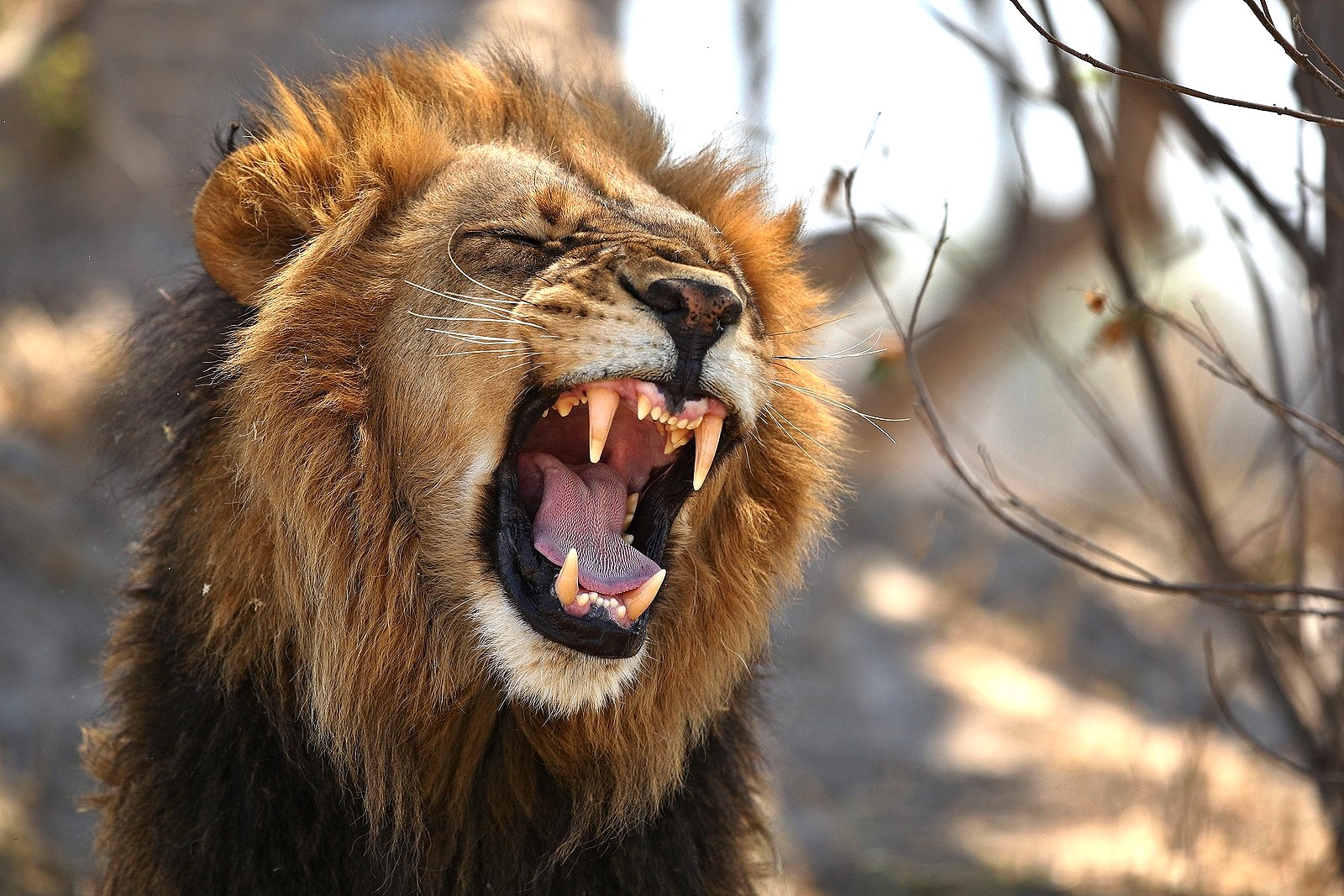 REACHING THE LEVEL OF MALACHIM